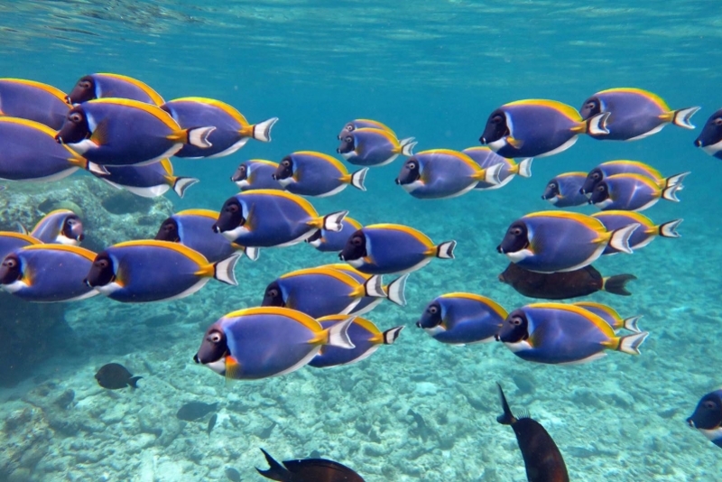 Maldivian Fish