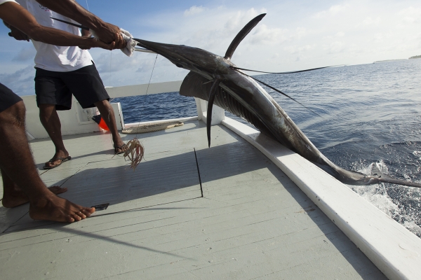 Taj Coral Reef Resort and Spa