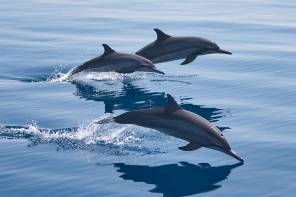 Dolphin Cruise