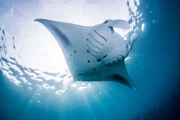 Intercontinental Maamunagau Resort