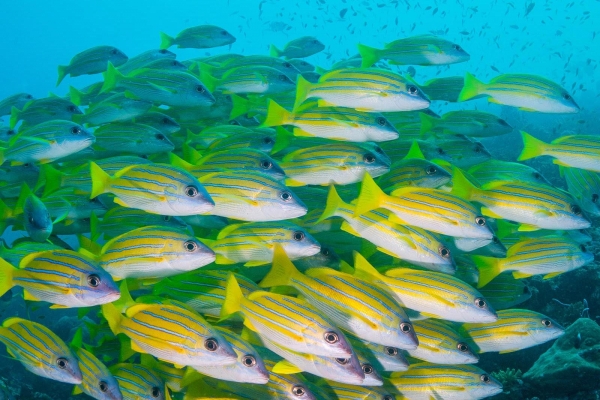 Milaidhoo Island Maldives Resort Photo 3