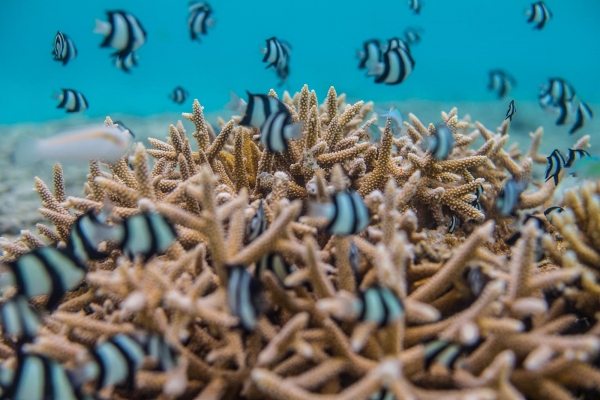 Niyama Private Islands Maldives