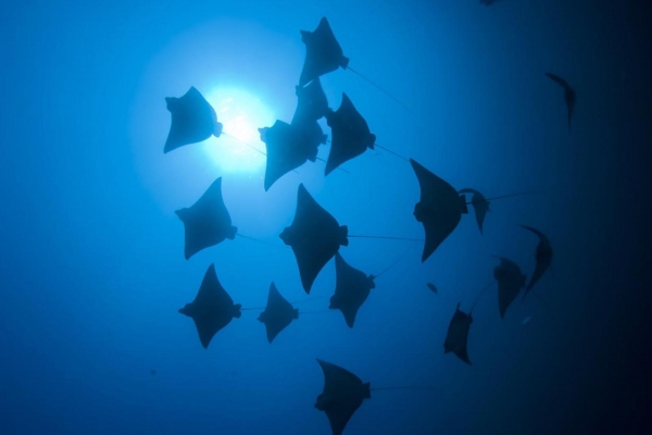 Park Hyatt Maldives Hadahaa Resort Photo 2