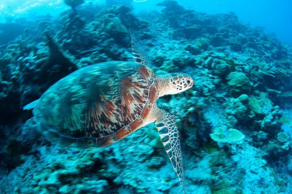 Park Hyatt Maldives Hadahaa Resort Photo 1