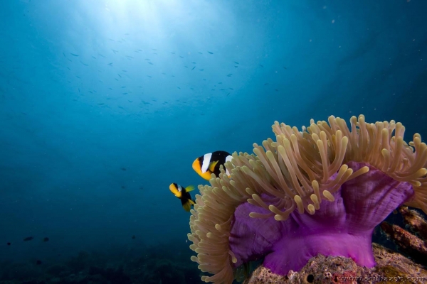 Park Hyatt Maldives Hadahaa