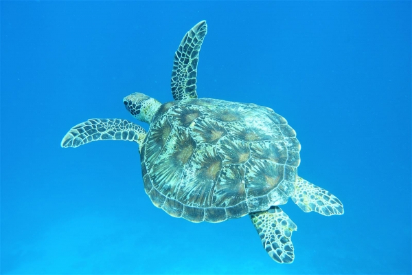 Raffles Maldives Meradhoo Resort Photo 2