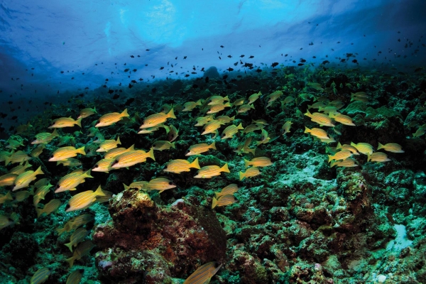 Oblu Select at Sangeli