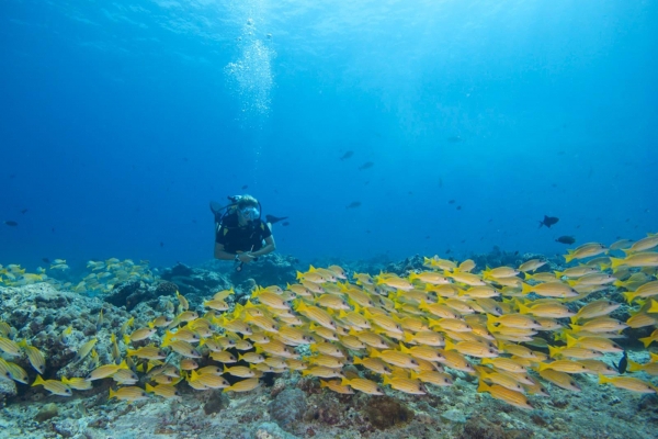 Hideaway Beach Resort & Spa