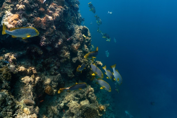 Patina Maldives, Fari Islands Resort Photo 4