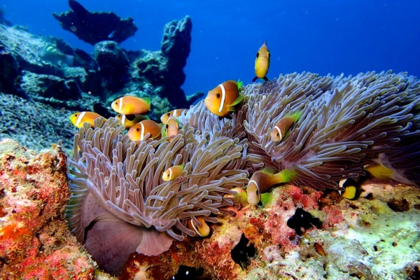 Kagi Maldives Spa Island